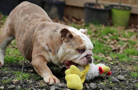BLIZZARD - Beautiful Merle Female