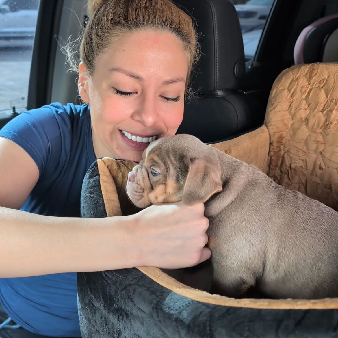 A puppy nanny settling an I Am Bulldog puppy into the car for delivery
