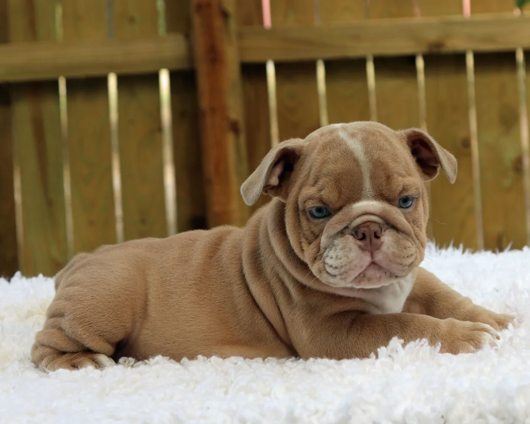 I Am Bulldog puppy