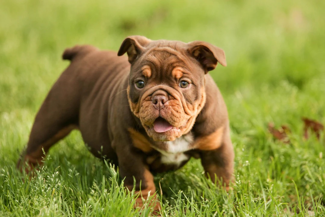 English Bulldog puppy on green grass
