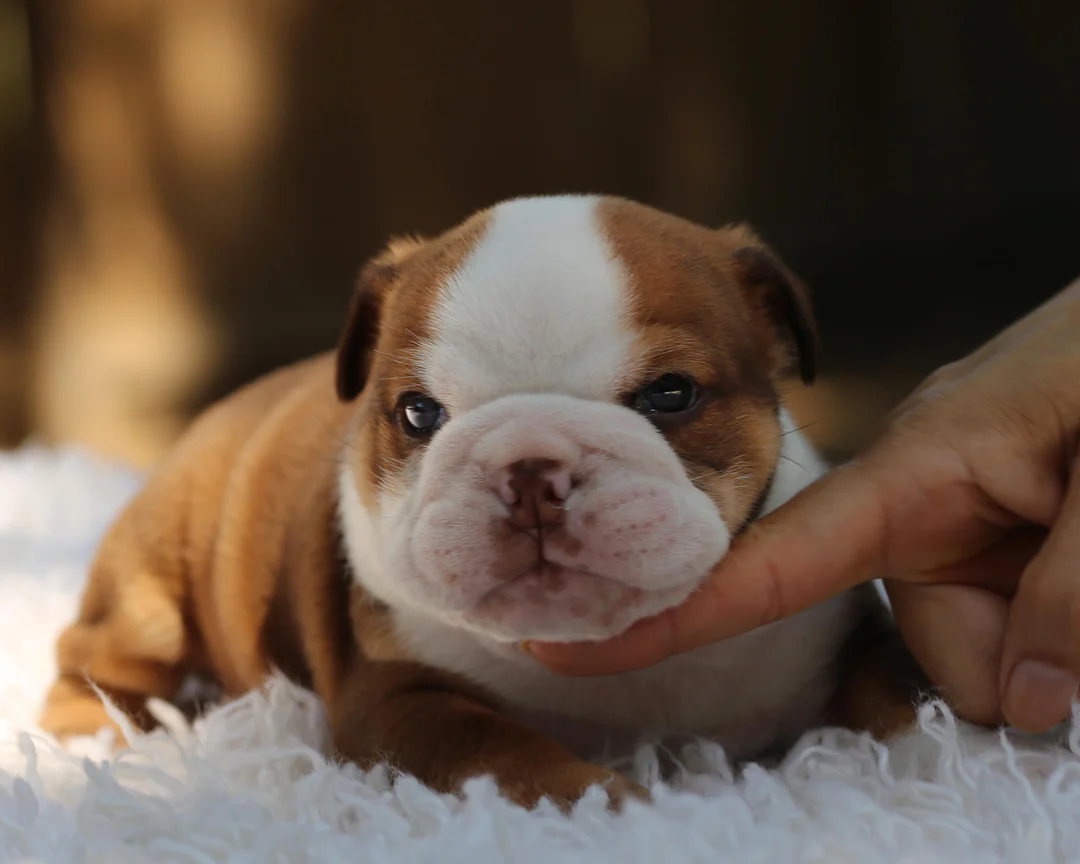 I Am Bulldog puppy