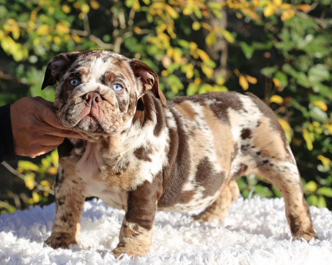 I Am Bulldog puppy