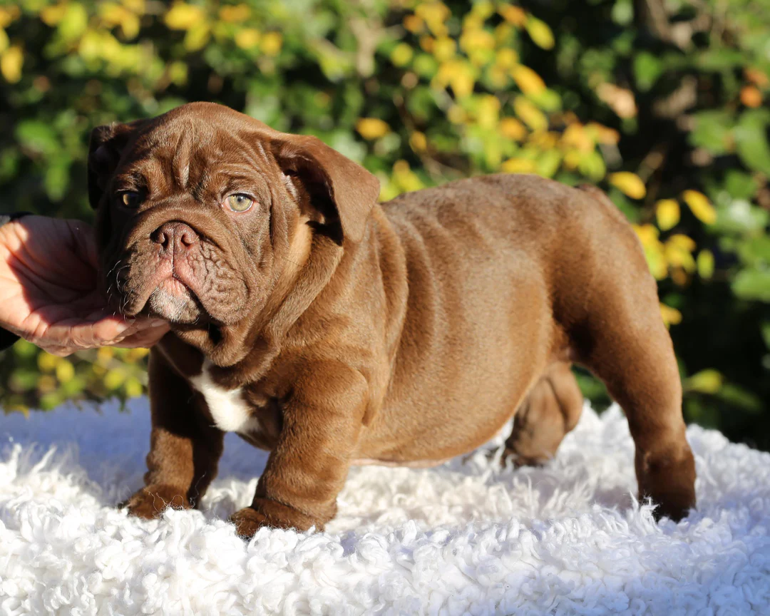 I Am Bulldog puppy