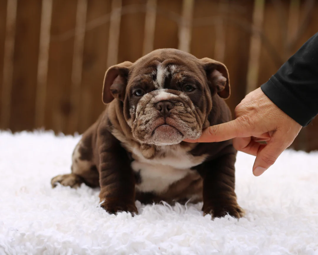 I Am Bulldog puppy