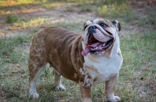 RAIN DANCER - Beautiful Merle Female