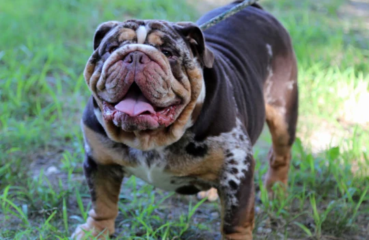 ROCCO - Chocolate Tweed Merle Stud